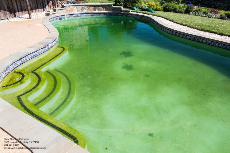 Preventing Algae Growth in Katy TX Pools from Katy Blue Pool Services